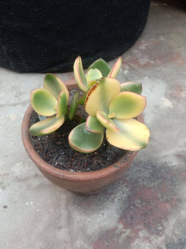 variegated jad plant 13