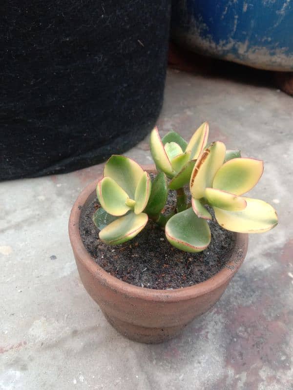 variegated jad plant 14