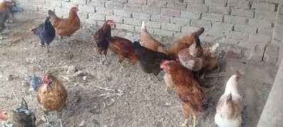 golden misri egg laying hens