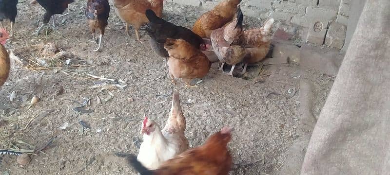 golden misri egg laying hens 1