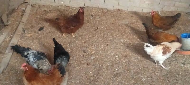 golden misri egg laying hens 2