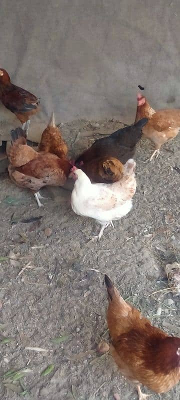 golden misri egg laying hens 3