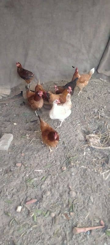 golden misri egg laying hens 4