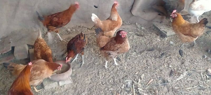 golden misri egg laying hens 5