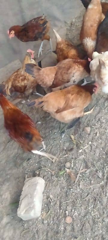 golden misri egg laying hens 6