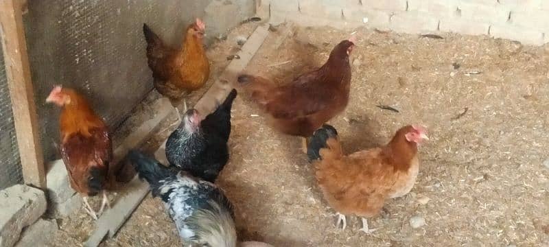 golden misri egg laying hens 7