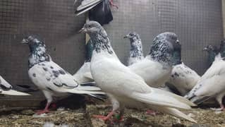 Goldan Bataeray kamagar pigeons for sale.