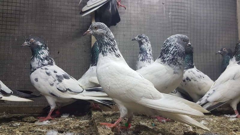 Goldan Bataeray kamagar pigeons for sale. 0