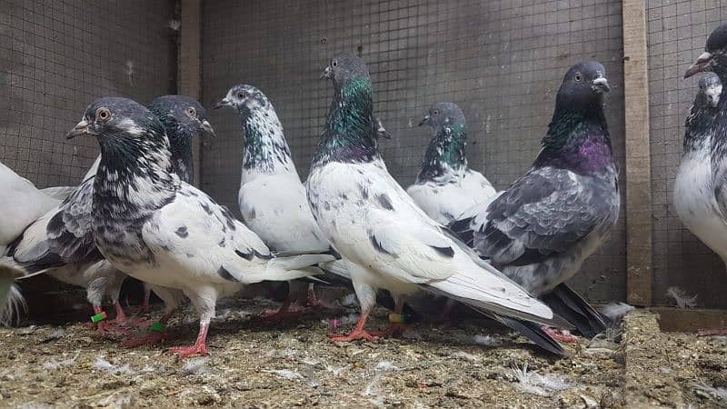 Goldan Bataeray kamagar pigeons for sale. 1