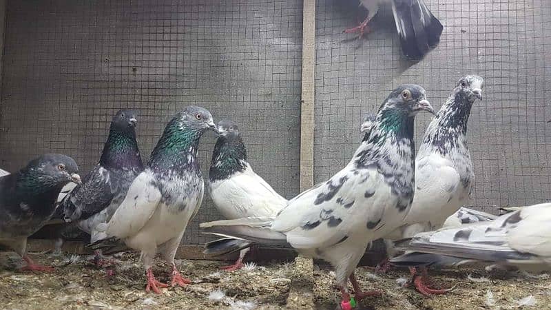 Goldan Bataeray kamagar pigeons for sale. 2