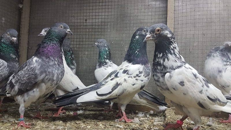 Goldan Bataeray kamagar pigeons for sale. 4