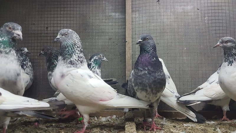 Goldan Bataeray kamagar pigeons for sale. 5