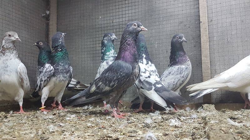 Goldan Bataeray kamagar pigeons for sale. 6