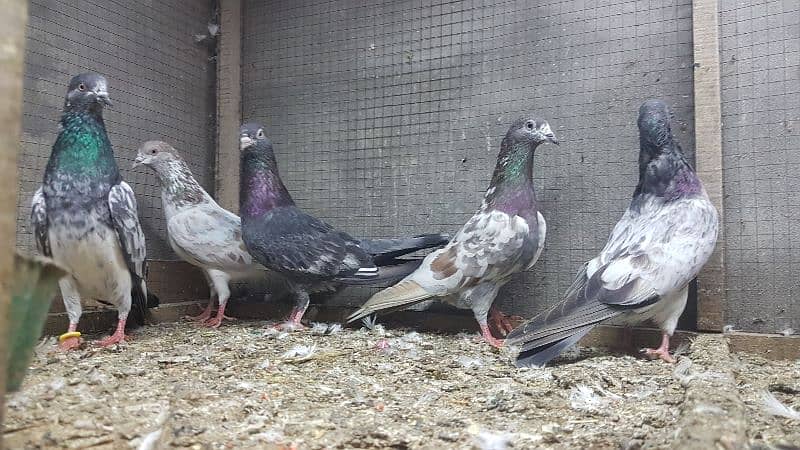 Goldan Bataeray kamagar pigeons for sale. 7