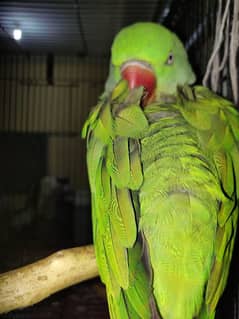 talking parrot