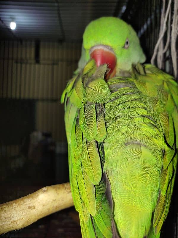 Talking Kashmiri Raw Parrot 0