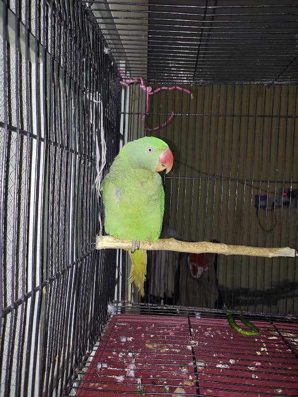 Talking Kashmiri Raw Parrot 1