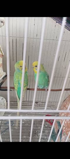 birds for sale 2 pairs green and white