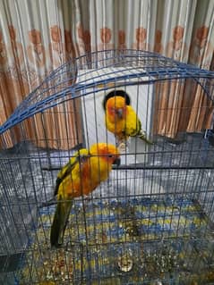 sun conure pair for sale urgent sale