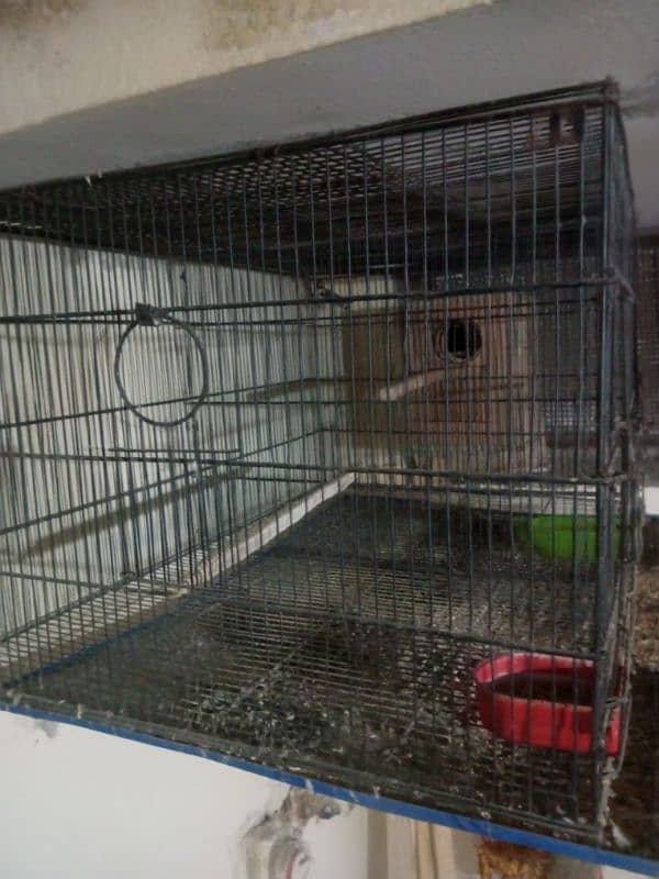 3 Cages Available 4