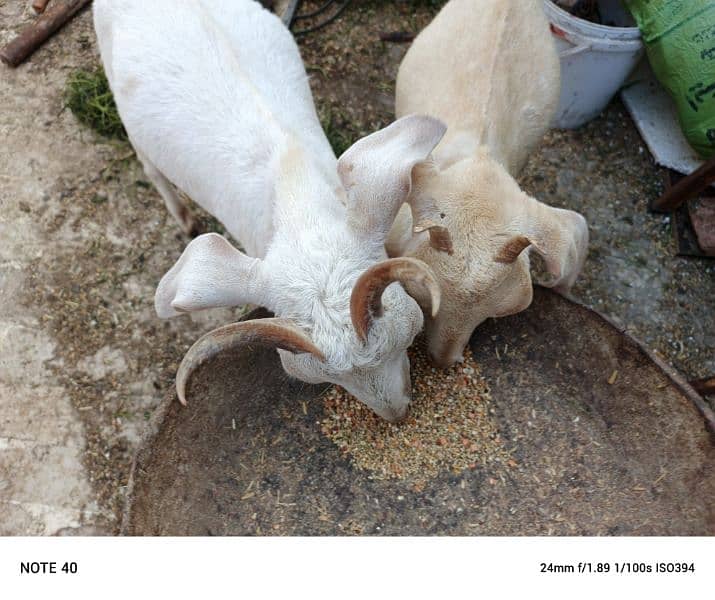 Hyderabadi tapray pair 0