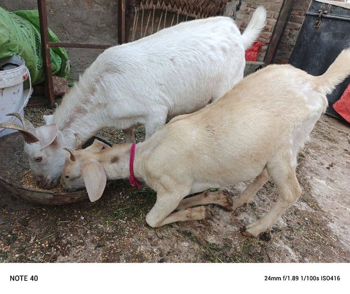 Hyderabadi tapray pair 4