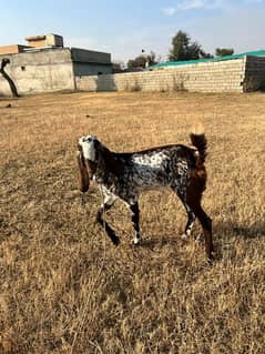 Young Beautiful Beetal Bkri / Goat for sale