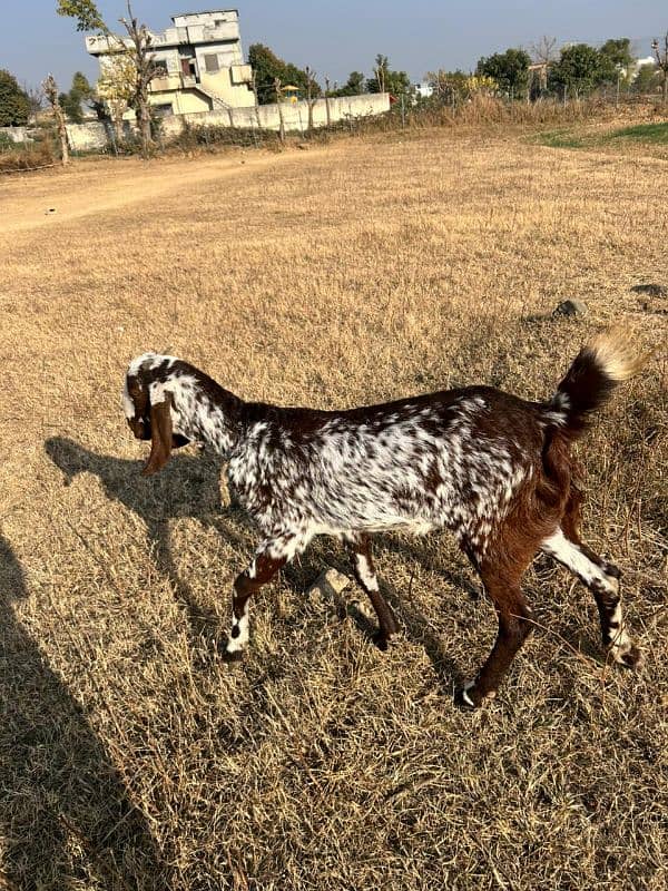 Young Beautiful Beetal Bkri / Goat for sale 1