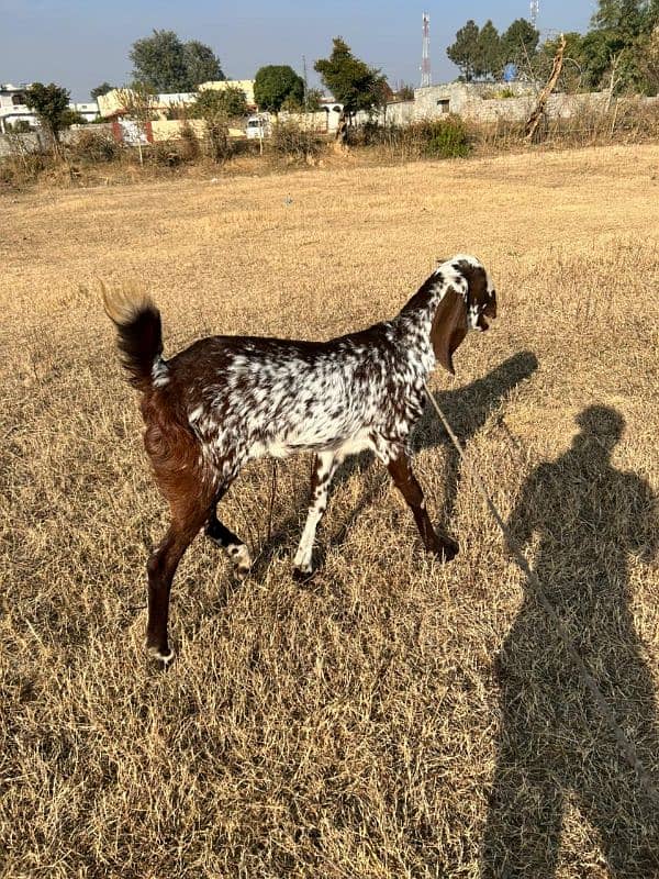 Young Beautiful Beetal Bkri / Goat for sale 2