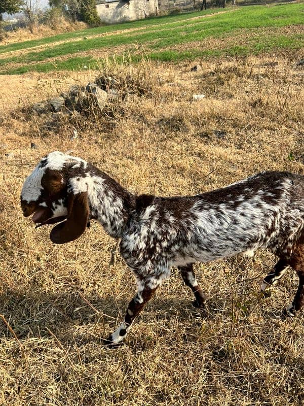 Young Beautiful Beetal Bkri / Goat for sale 3