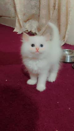 white Persian kitten Female