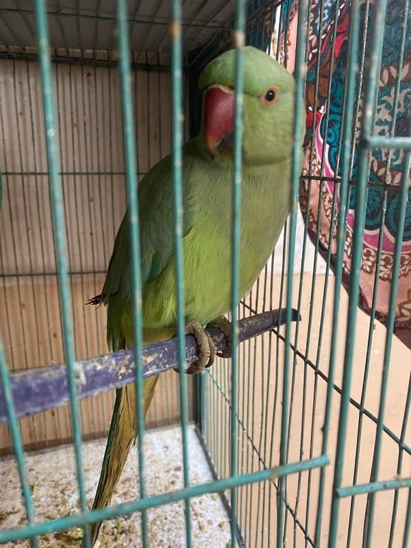 green parrot 1