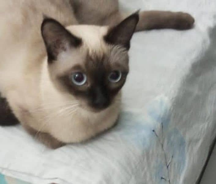 sale of male siame cat 0