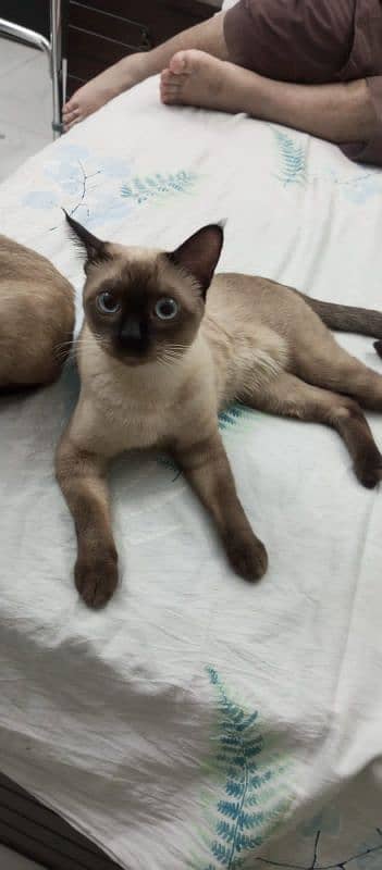 sale of male siame cat 4