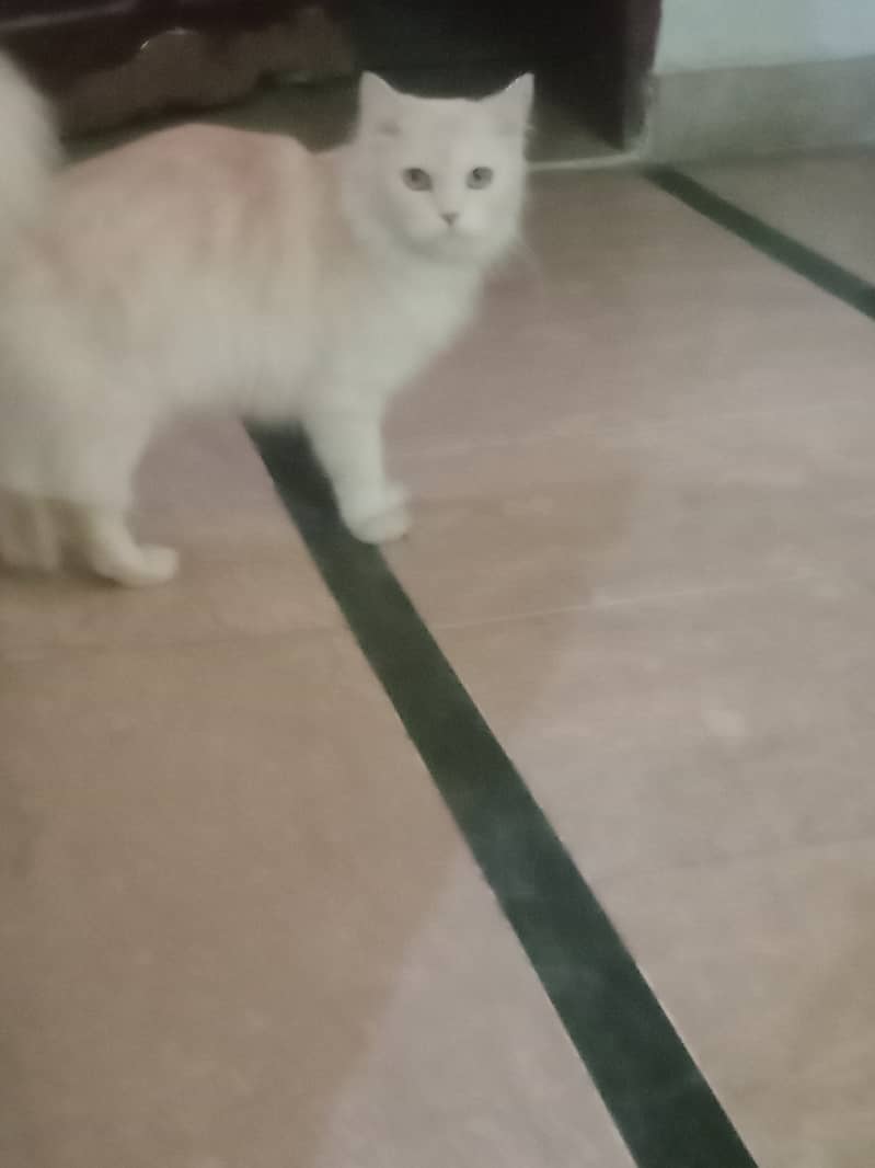 Purchan cat for sale 2