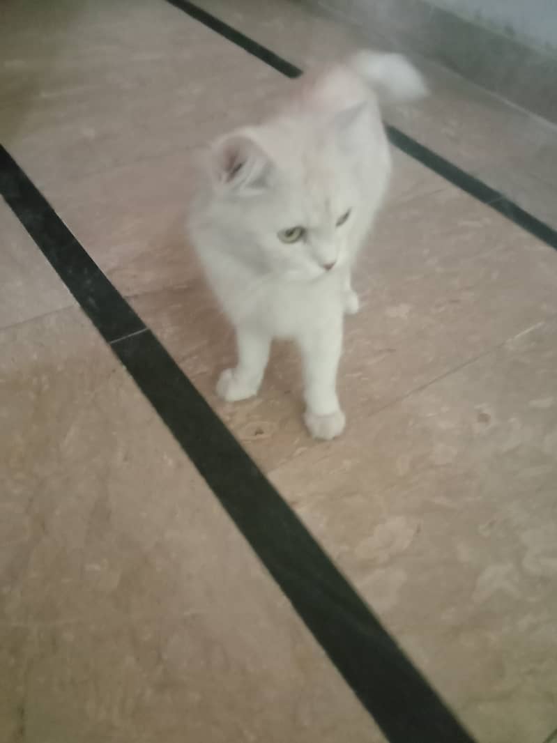 Purchan cat for sale 3