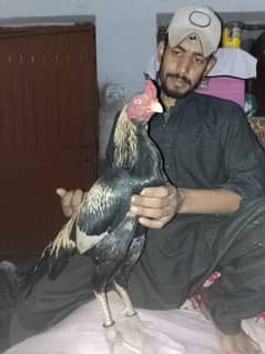 aseel cock