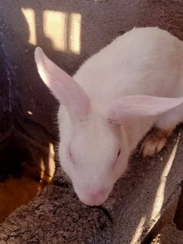 rabbits available 2