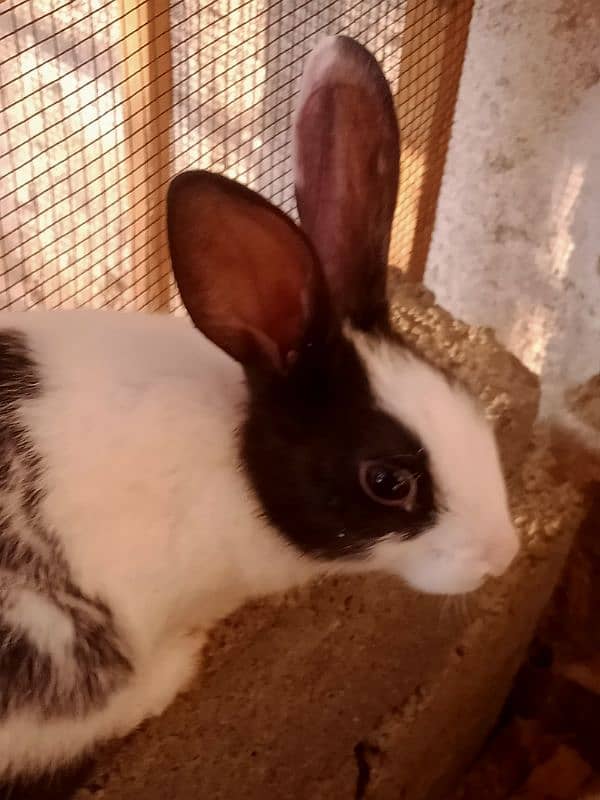 rabbits available 4