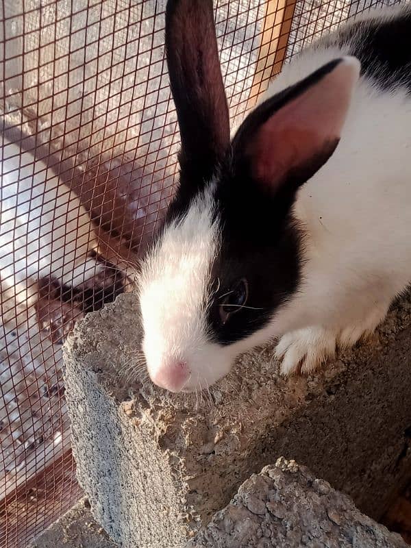 rabbits available 5