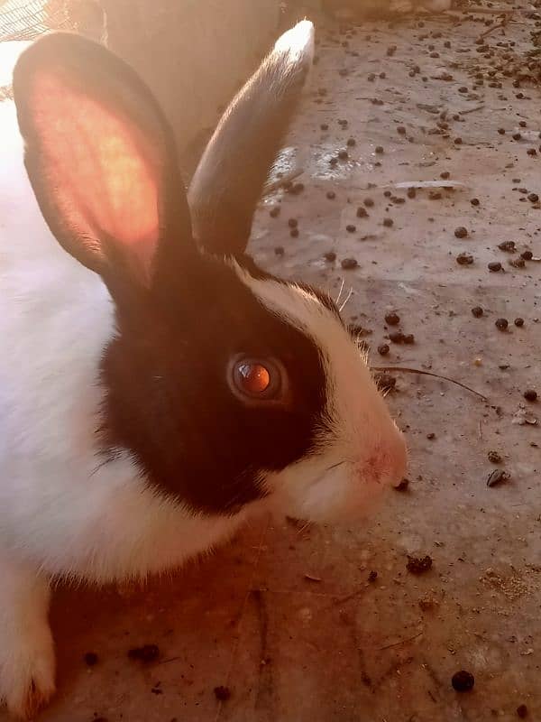 rabbits available 6