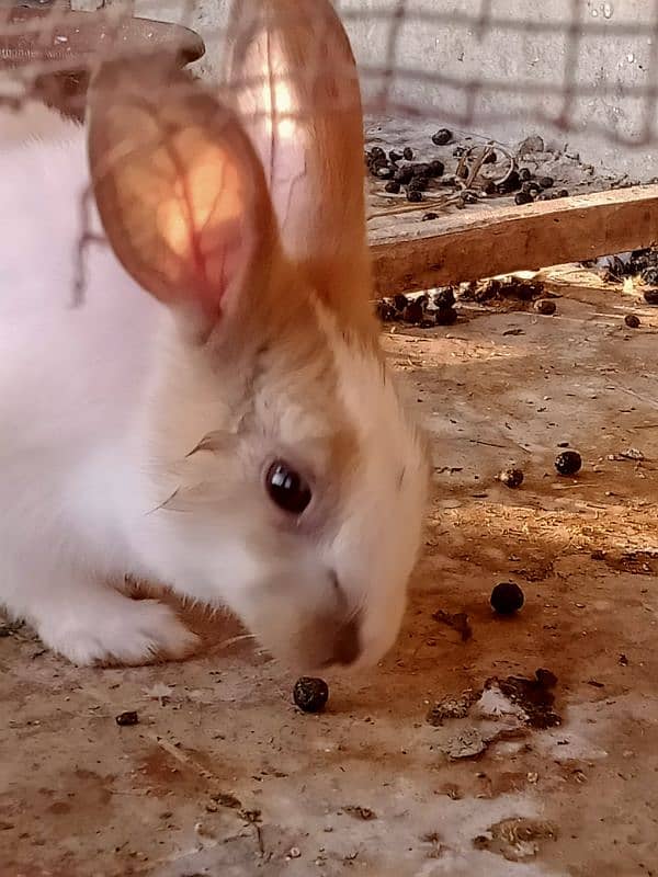 rabbits available 7