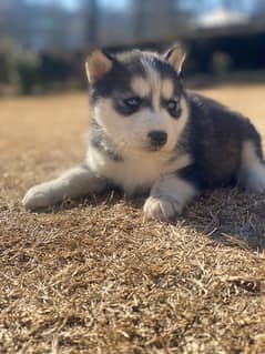 husky puppu