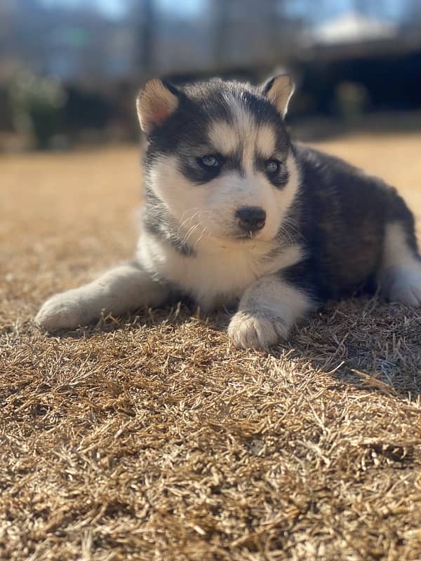 husky puppy 0