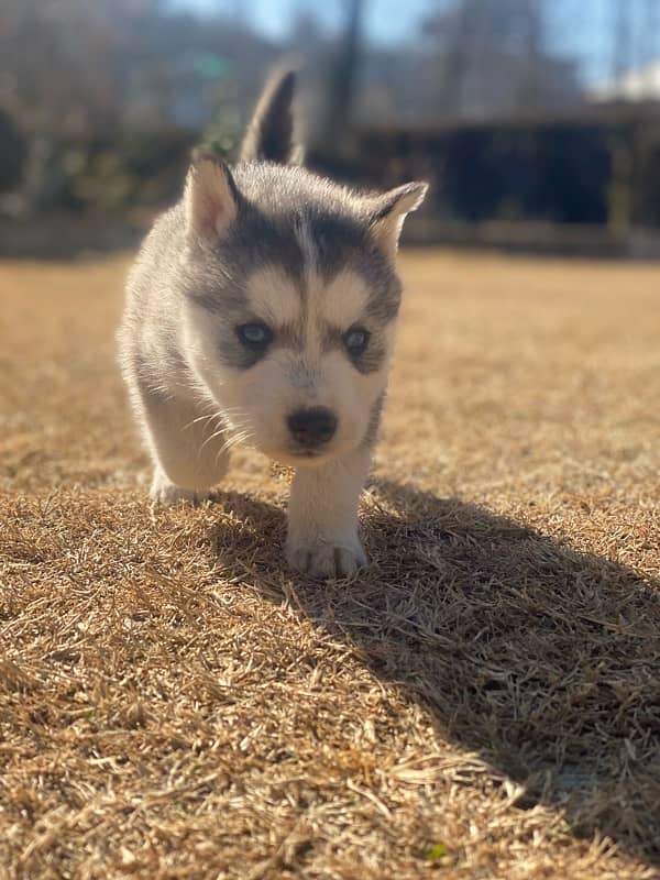 husky puppy 1