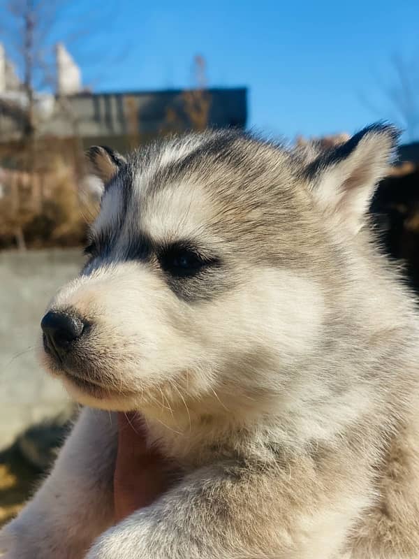 husky puppy 2