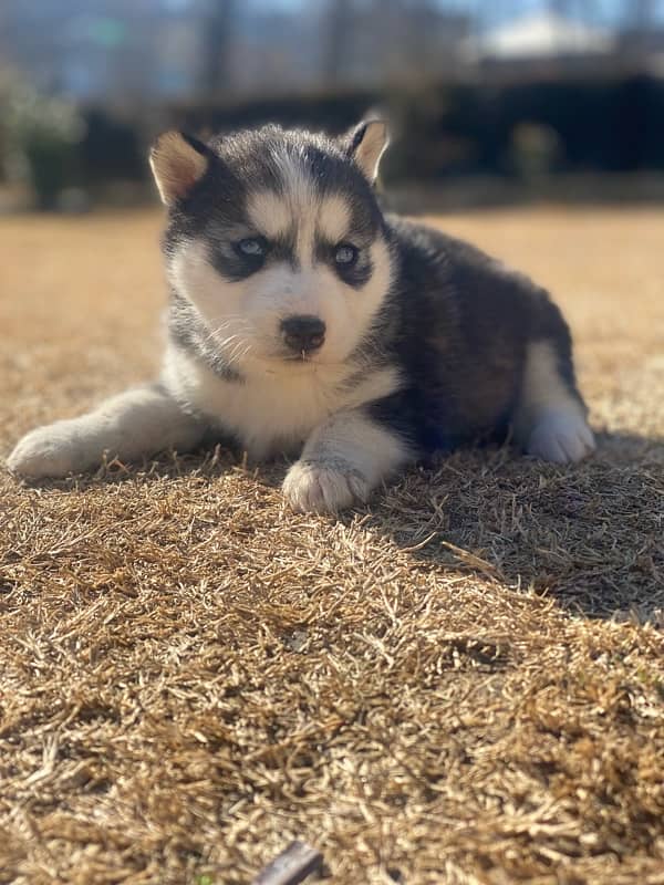 husky puppy 3