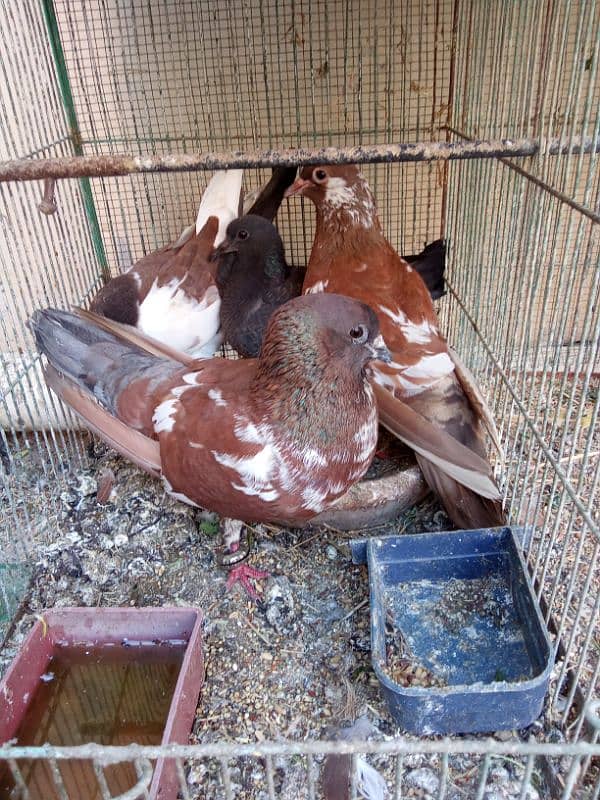 pigeons for sale 2