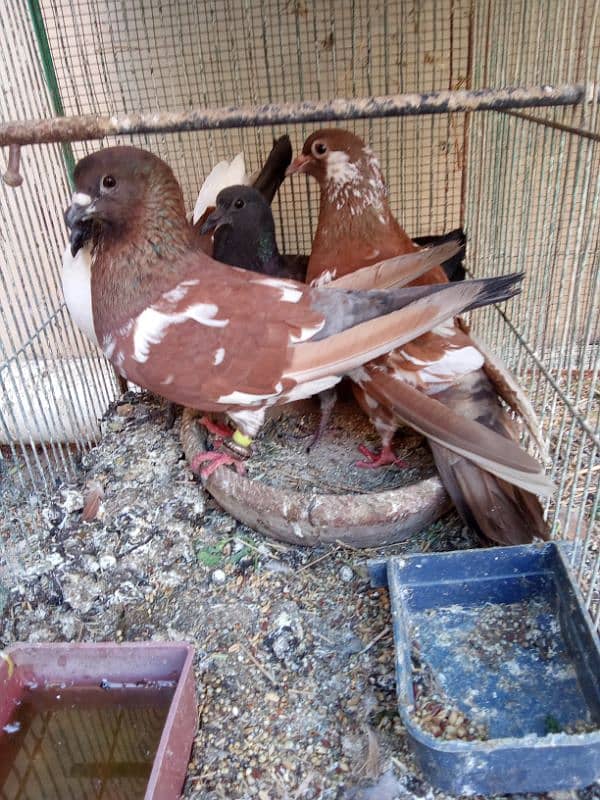 pigeons for sale 3