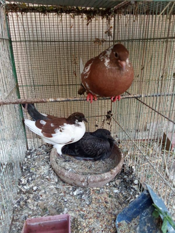 pigeons for sale 4